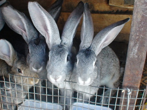 Кролики фландр с шиншилой, фотография 5