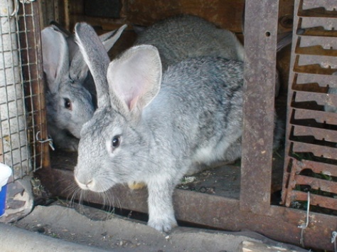 Кролики фландр с шиншилой, фотография 7