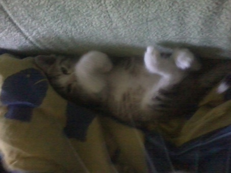 отдам котенка, фотография 1