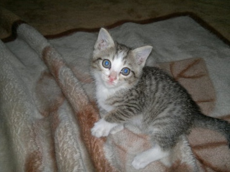 отдам котенка, фотография 2