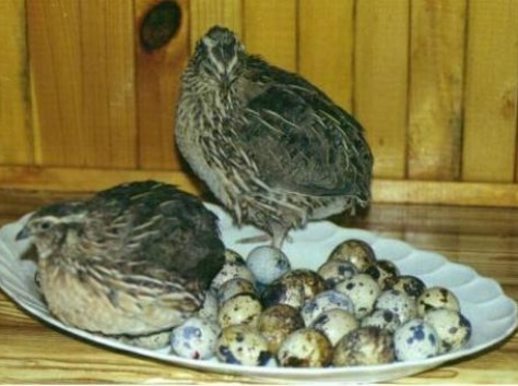 перепела, фотография 1