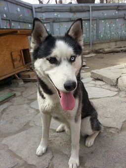 продам щенков хаски, фотография 4