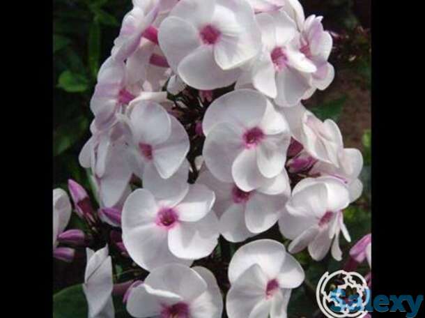 Флокс метельчатый Айс Крим, фотография 1