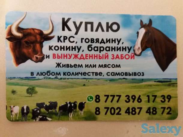 Закуп Скотта, фотография 1