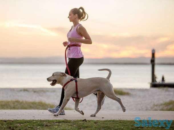 Выгул собак все пород, возрастов и размеров., фотография 1