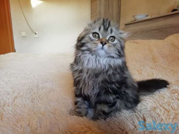 Продаются котята породы 