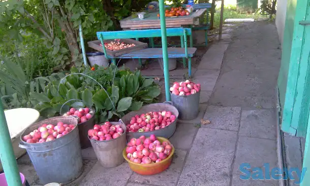 Садовый участок в ПСТ Локомотив в р-н рынка  Золотая чаша, фотография 8