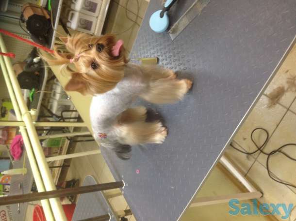 Зоопарикмахерские услуги, фотография 1