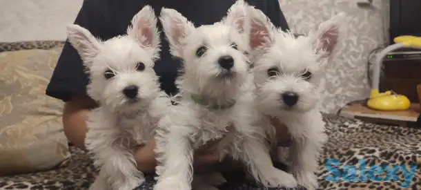 Чудесных щенков, фотография 2