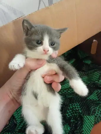 Отдам котят в добрые руки., фотография 4