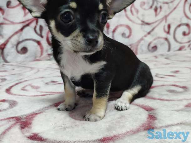 Продам Тойчиков, фотография 3