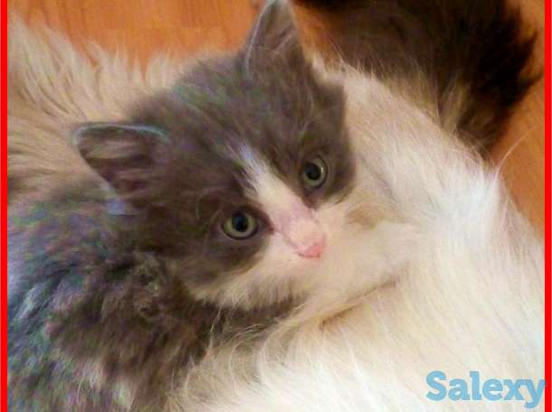 Котята даром, фотография 1