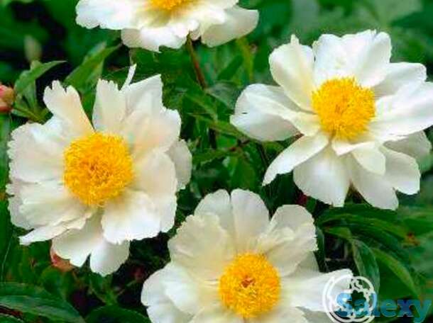 Пион уайт вингс, фотография 1