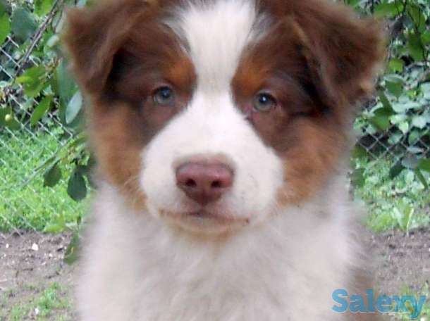 Продаются щенки Австралийской овчарки, фотография 7