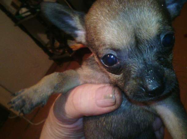 собачку срочно, фотография 7