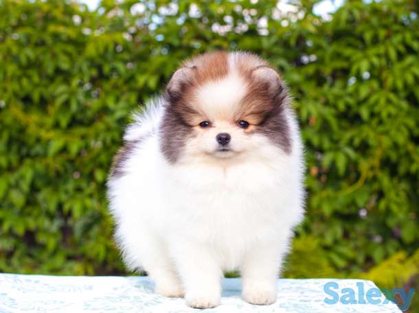 Померанский шпиц белого, патиколорного, мерле окрасов, фотография 3