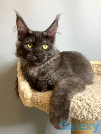 Мальчик мейнкун, фотография 4