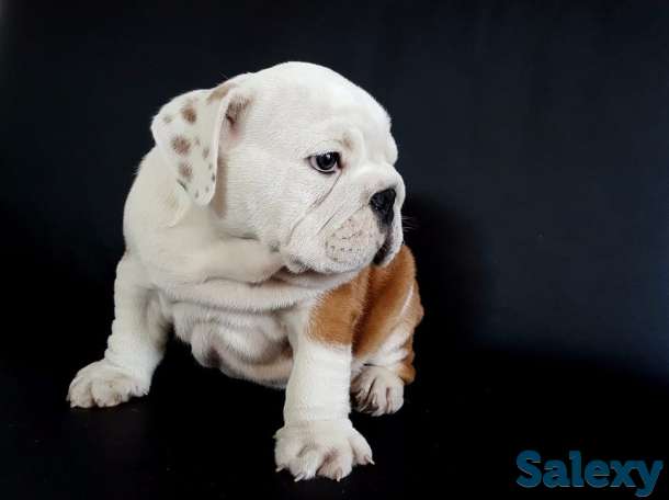 Ласковый и нежный зверь, фотография 4