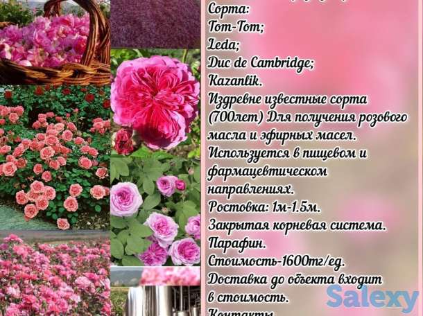 Саженцы масленичных роз Сербия, фотография 2