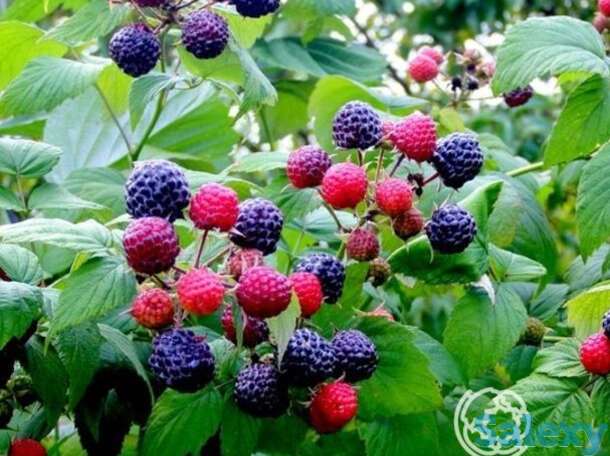 Малина черная кумберленд, фотография 1