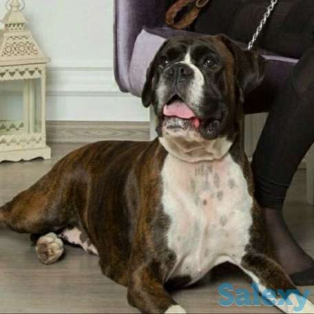 Продаются щенки немецкого боксера, фотография 2