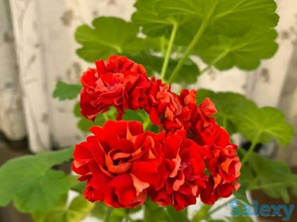 Комнатные цветы, фотография 4