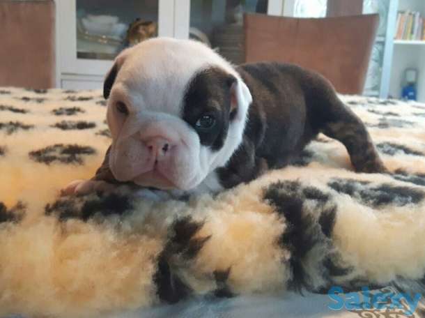 Щенки английского бульдога, фотография 3