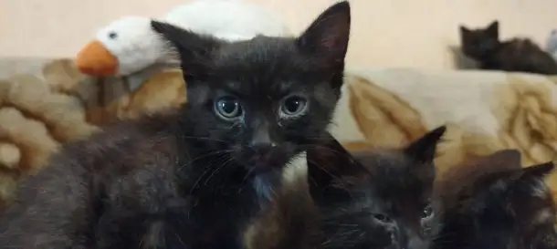 Отдадим котят. Черные, фотография 1