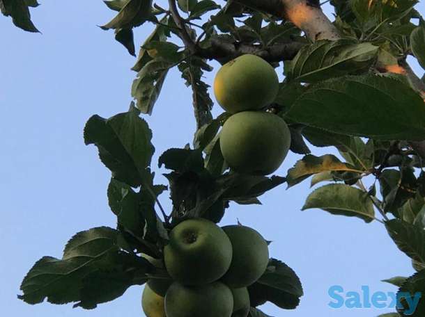 Яблоневый сад 2 га в с.Азат, фотография 1