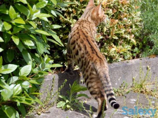 Котята бенгальские, фотография 1