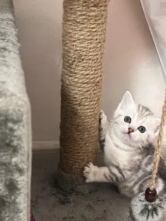 Шотландские котята, фотография 8