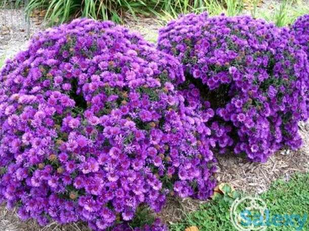 Астра новобельгийская Пепл Дом, фотография 1