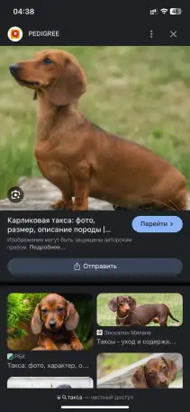 Ищу щенка таксы, фотография 3