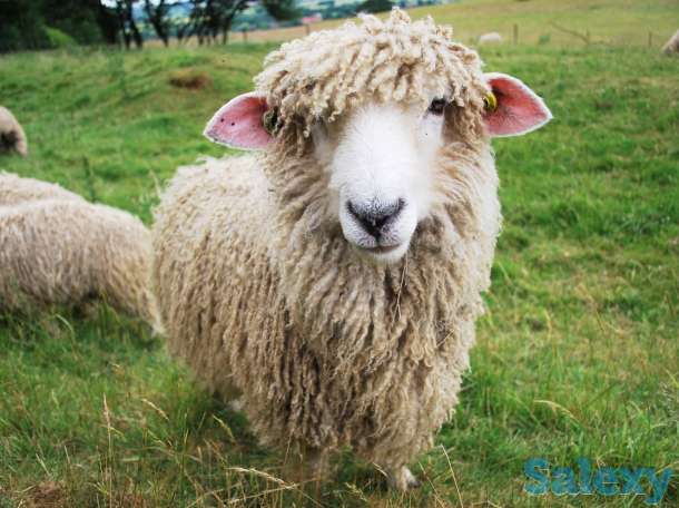 Племенные овцы Линкольн (скот из Европы класса Элита и Элита Рекорд), фотография 5