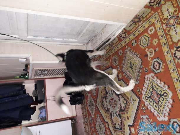 Продаю щенка порода хаски, фотография 1