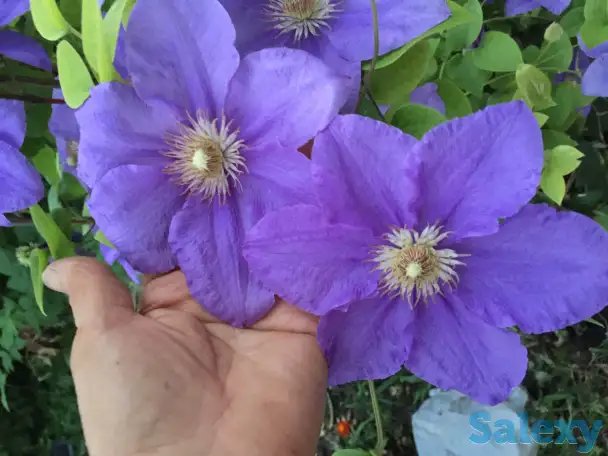 клематисы - цветущая лиана, фотография 1