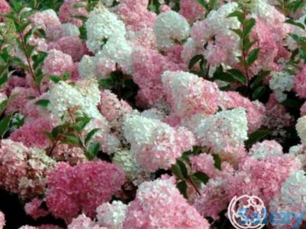 Гортензия ванила фрайз, фотография 1