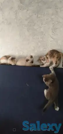 Отдам котят в хорошие заботливые руки, фотография 4