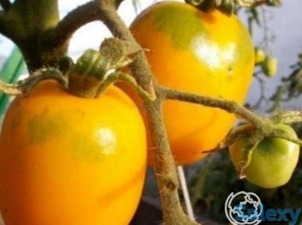 Семена Томат Де барао золотой 20 шт, фотография 1