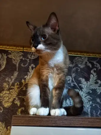 Пропал кот!, фотография 2