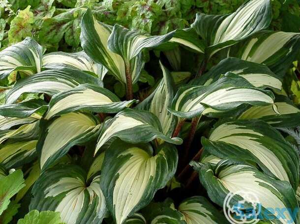 Хоста распбери сандей (m), фотография 1