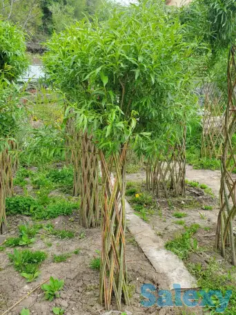 Плетеная ива (сибирская пальма) для Вашего сада!, фотография 2