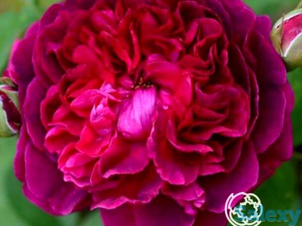 Роза уильям шекспир. д.остин кустарниковая, фотография 1