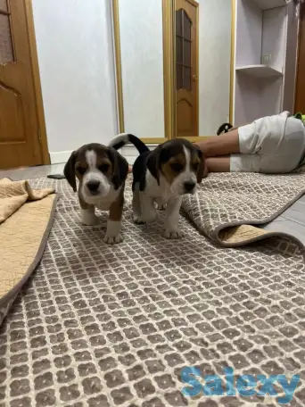 Продается биглята, фотография 2