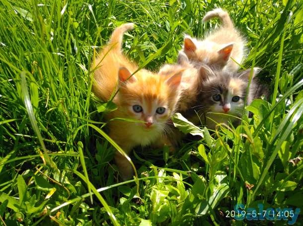 Отдам котят, фотография 1