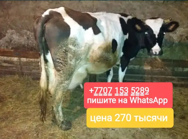 Продам корову молочную, фотография 1
