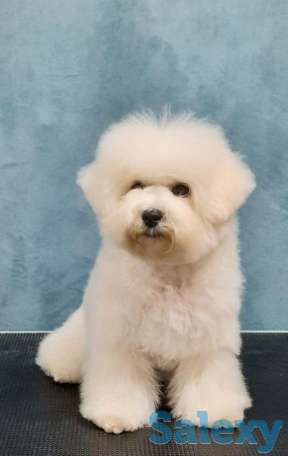 Бишон Фризе., фотография 2