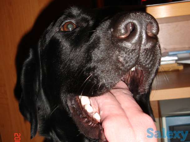 Актау! Пропал черный лабрадор., фотография 2