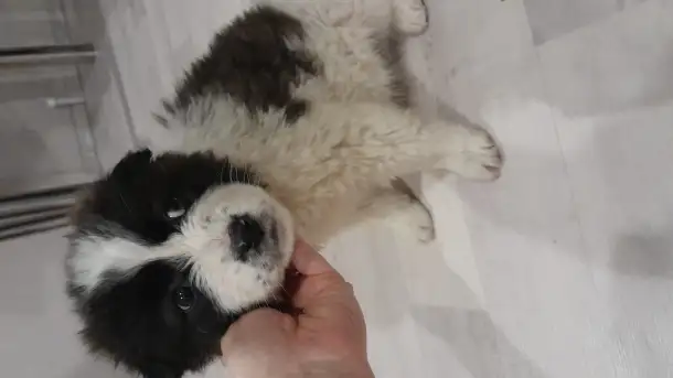 Дарю щенят!, фотография 2