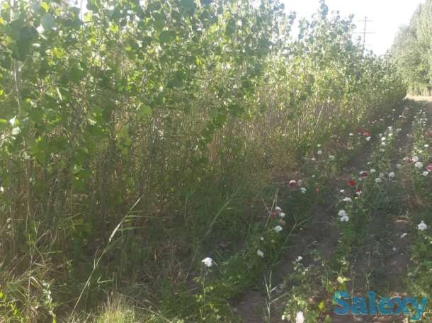 Саженцы тополь пирамидальный без пуха, фотография 1